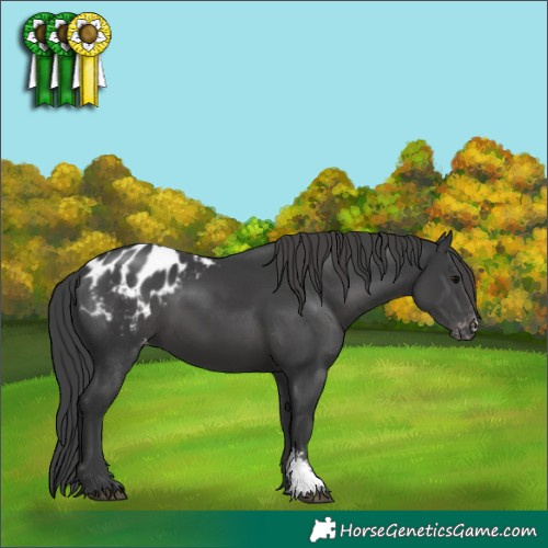 Horse Color:Black Sabino Appaloosa