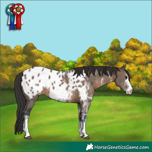 Horse Color:White Spotted Brown Dun Appaloosa 