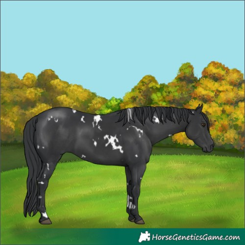 Horse Color:White Spotted Black