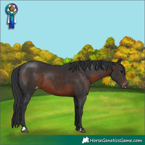 Horse Color:Brown Appaloosa
