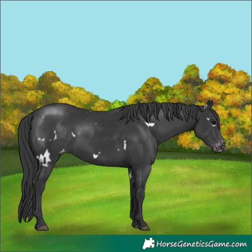 Horse Color:White Spotted Black Appaloosa