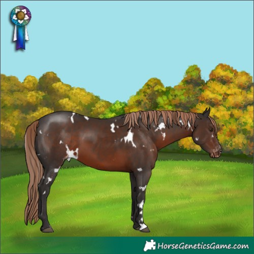 Horse Color:White Spotted Liver Chestnut Appaloosa