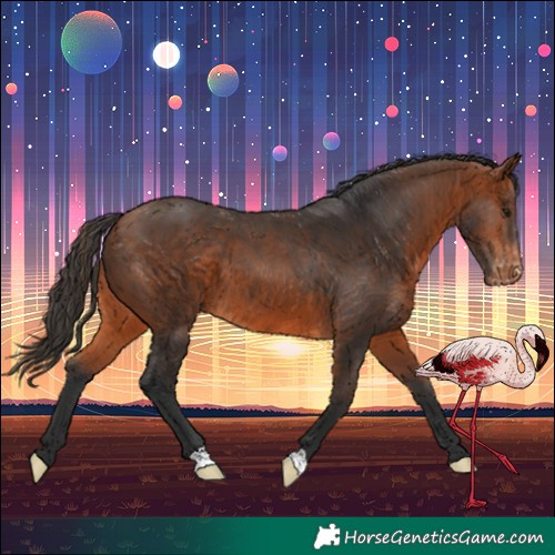 Horse Color:Bay Appaloosa