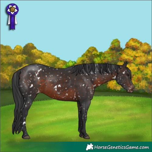 Horse Color:White Spotted Brown Appaloosa