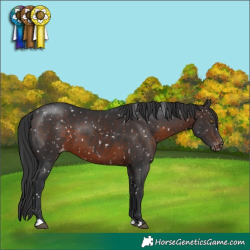 Horse Color:Brown Appaloosa 