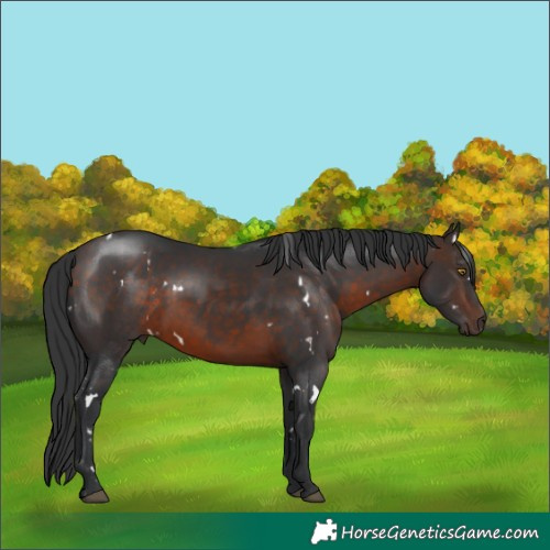 Horse Color:White Spotted Bay