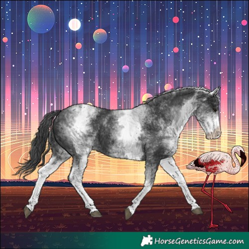 Horse Color:White Spotted Black Appaloosa 