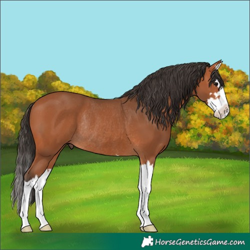 Horse Color:Bay Splash Rabicano