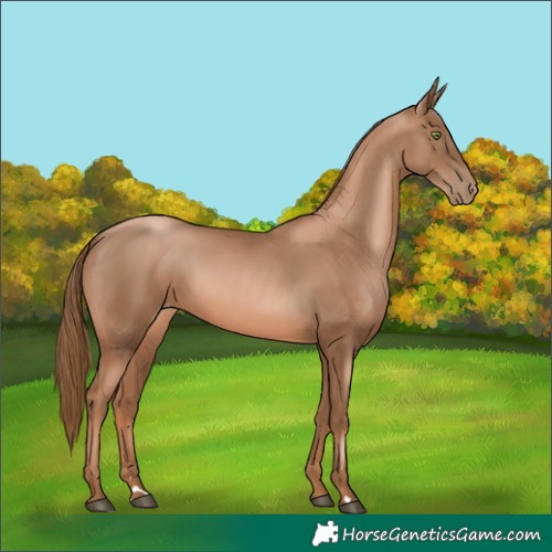 Horse Color:Liver Chestnut Pearl Rabicano