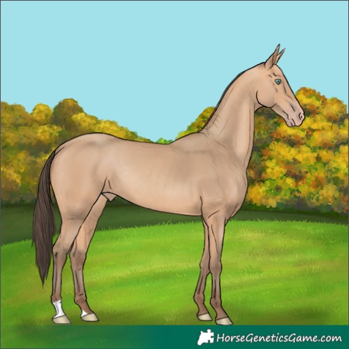 Horse Color:Amber Champagne Rabicano