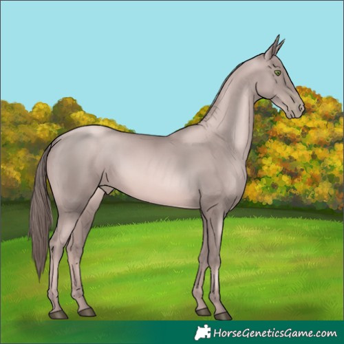 Horse Color:Platinum Liver Chestnut Pearl Rabicano 