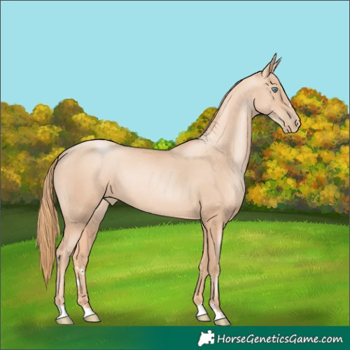 Horse Color:Gold Champagne Pearl Rabicano 