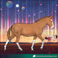 Horse Color:Chestnut Splash