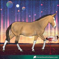 Horse Color:Buckskin Splash