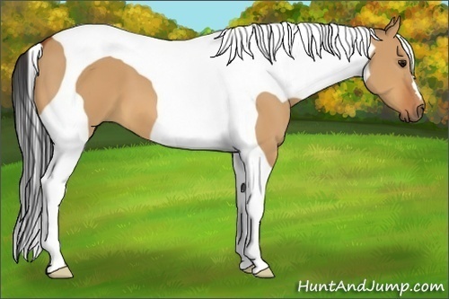 Horse Color:Bay Dun Tobiano