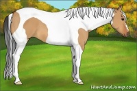 Horse Color:Bay Dun Tobiano 