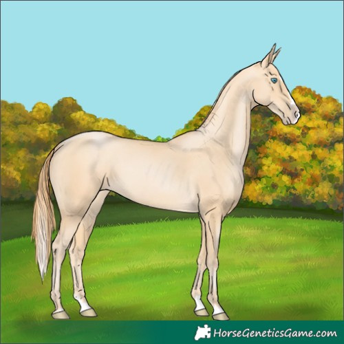 Horse Color:Buckskin Pearl Splash