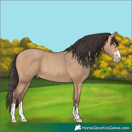 Horse Color:Amber Champagne