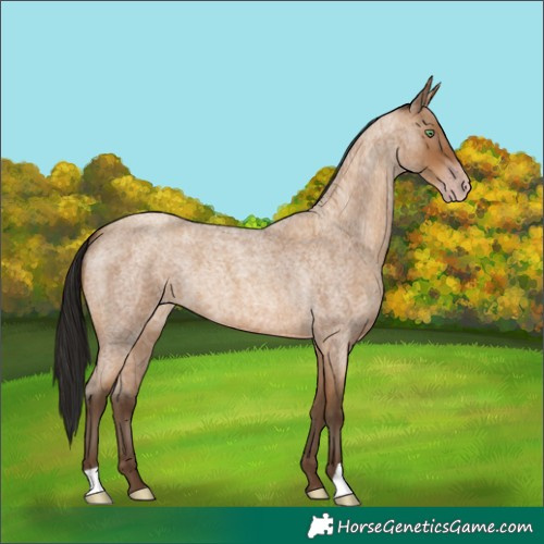 Horse Color:Gray Amber Champagne Roan 