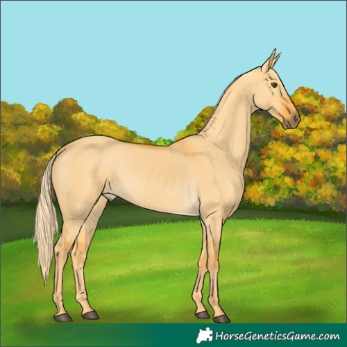 Horse Color:Palomino Dun 