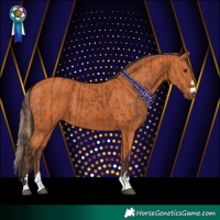 Horse Color:Chestnut  and Bay 