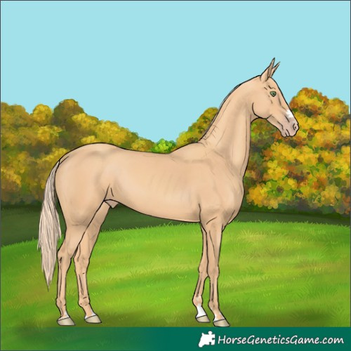 Horse Color:Gold Champagne