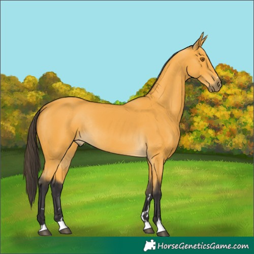 Horse Color:Buckskin Rabicano