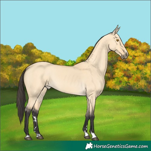 Horse Color:Buckskin Dun