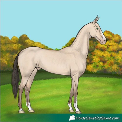 Horse Color:Amber Champagne Dun