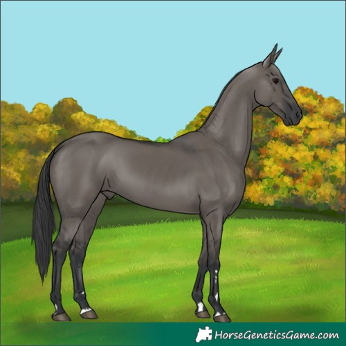 Horse Color:Grullo Rabicano