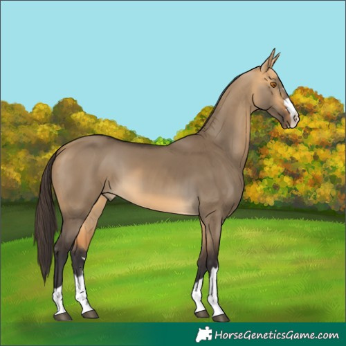 Horse Color:Buckskin Dun Rabicano