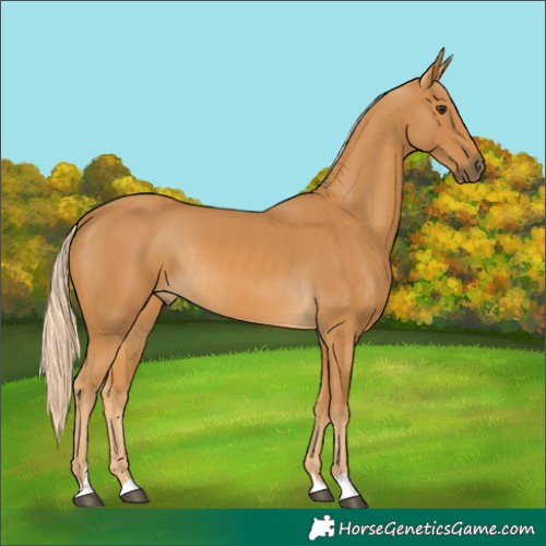 Horse Color:Palomino Rabicano 