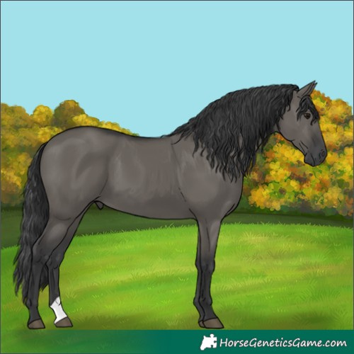 Horse Color:Grullo