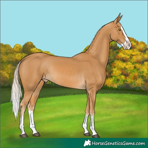 Horse Color:Palomino Splash Rabicano