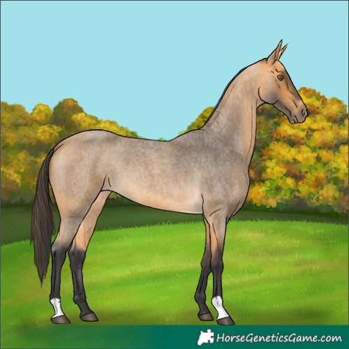 Horse Color:Buckskin Roan