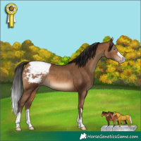 Horse Color:Gray Amber Champagne Appaloosa Rabicano 