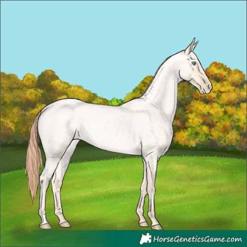 Horse Color:Amber Cream Champagne Roan Pearl Rabicano