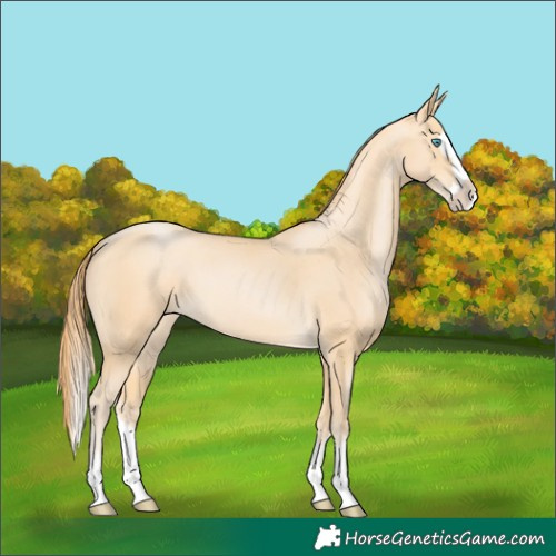 Horse Color:Buckskin Pearl Splash Rabicano