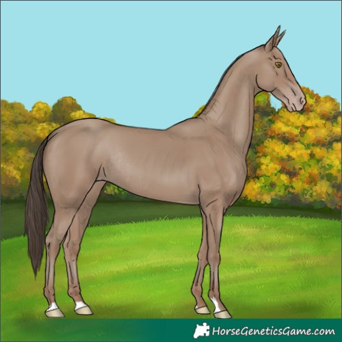 Horse Color:Classic Champagne Rabicano 