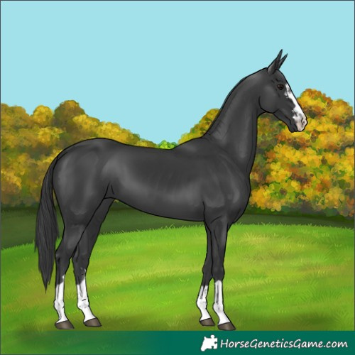 Horse Color:Black 