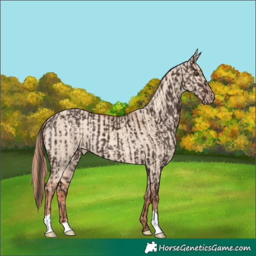 Horse Color:Liver Chestnut and Gold Champagne Dun