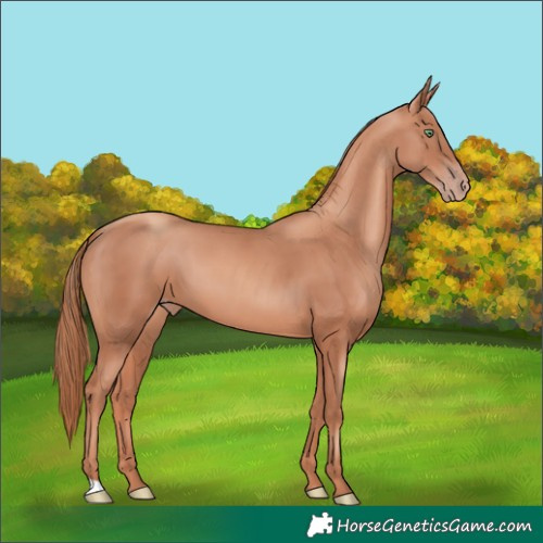 Horse Color:Gold Champagne 