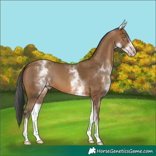 Horse Color:Gray White Spotted Amber Champagne 