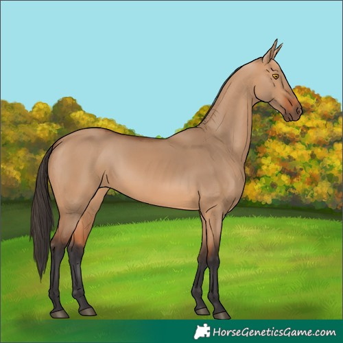 Horse Color:Bay Dun 