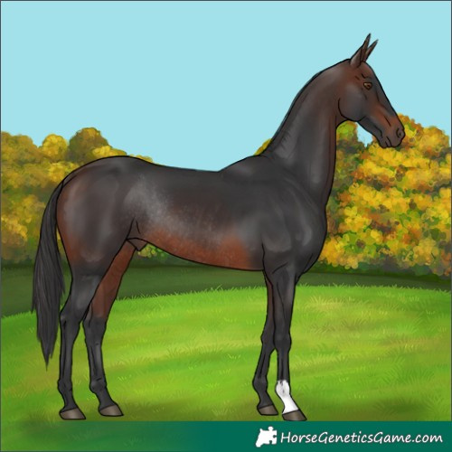 Horse Color:Brown Rabicano 