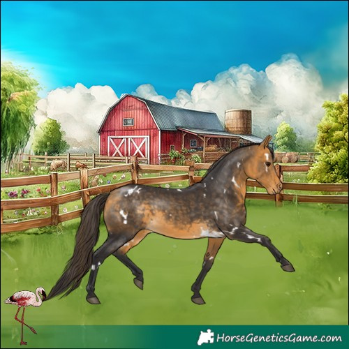 Horse Color:White Spotted Buckskin Rabicano 
