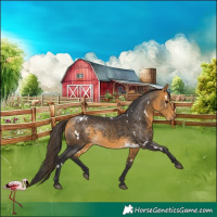 Horse Color:White Spotted Buckskin Rabicano