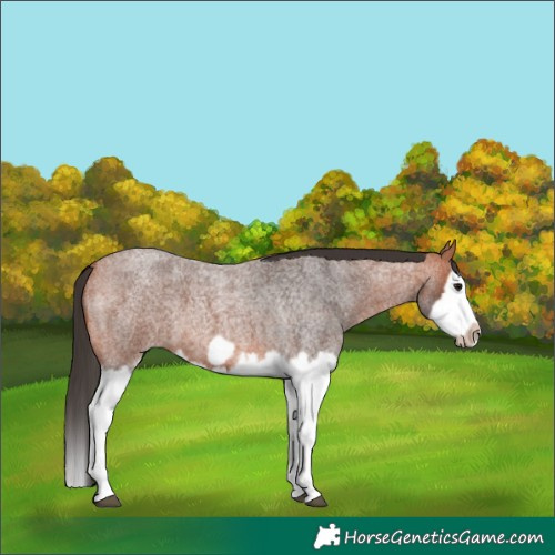 Horse Color:Bay Roan Splash Frame