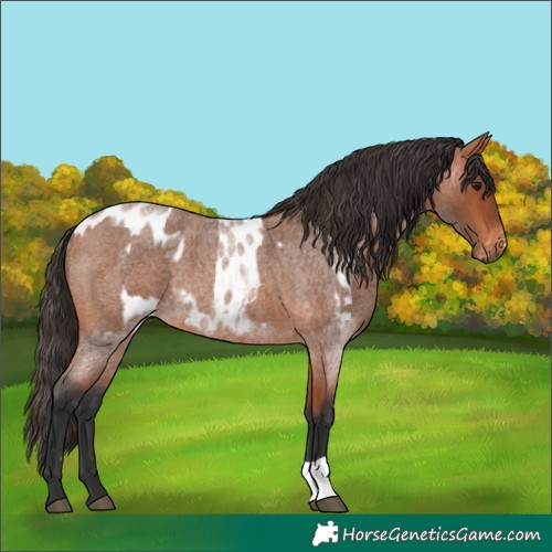 Horse Color:Bay Roan  and Bay Roan Appaloosa 