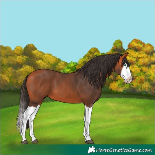 Horse Color:Unknown 